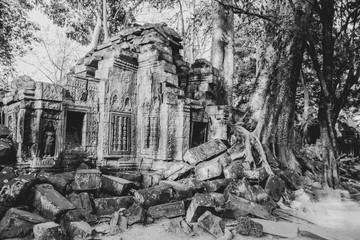 Trees in ruins of Ta Prohm, Siem Reap, Cambodia in B&W