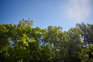 Obraz premium Spring Park with green trees.