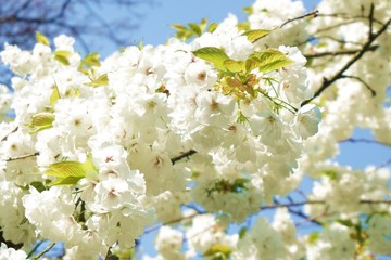 White Flowers with blur background.White cherry blossom.Flowers art for background.Beautiful cherry blossom. Cherry blossom in spring.Isolated flower.Close up.