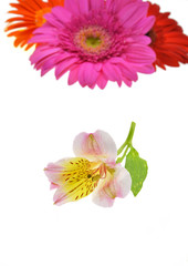 pink flower isolated on white background