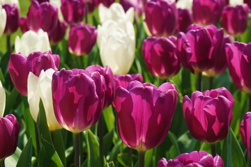 Purple tulips with blur background.Close up tuilips.Orange tulips.Group of tuilips flowers.Flowers close up in Amsterdam,the netherlands 