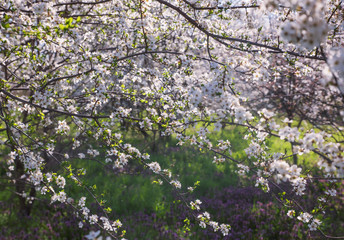 Spring landscape with flowering trees, meadow and country road