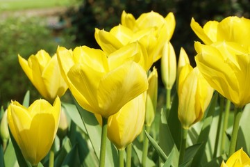 Yellow tulips with blur background.Close up tuilips.Orange tulips.Group of tuilips flowers.Flowers close up in Amsterdam,the netherlands 