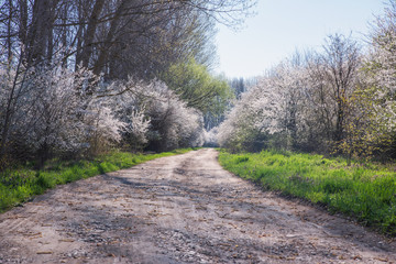 Spring landscape with flowering trees, meadow and country road