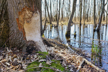 Tree trunk with marks of beaver teeth on sunny day