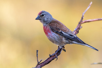 A Linnet, or common Linnet, (Linaria cannabina), male, perched on a branch on light brown background