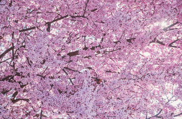 Beautiful flowering peach tree, the texture of flowers peach