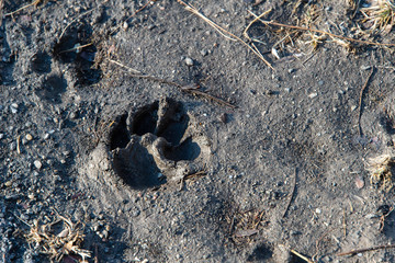 015-paw_print-wdsm-15mar19-12x08-008-350-9423