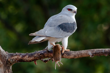Male black-shouldered kite that reaches the branch with a field mouse on a green background