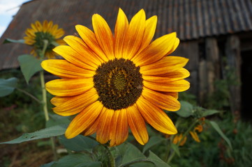 Obraz premium sunflower in garden