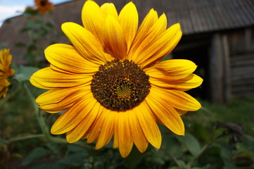 sunflower in the garden