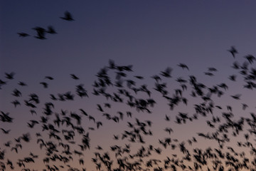 015-birds-bosque_del_apache_nm-02dec06-09x06-009-500-3147