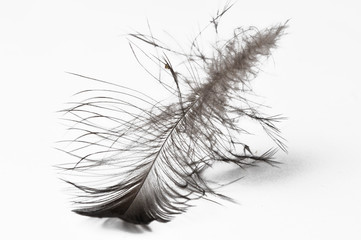 Feather isolated on a white background.Copy space.
