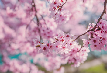 Obraz premium Beautiful flowering peach tree, the texture of flowers peach