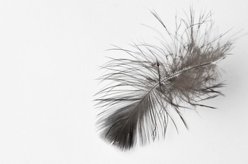 Feather isolated on a white background.Copy space.