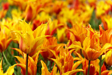 Fototapeta na wymiar Colorful tulips in spring