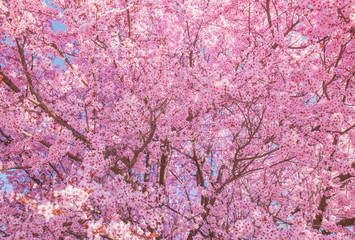 Beautiful flowering peach tree, the texture of flowers peach