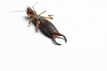 Bug isolated on a white background.Copy space.Insect isolated on a white background.