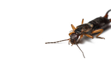 Bug isolated on a white background.Copy space.Insect isolated on a white background.
