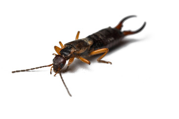 Bug isolated on a white background.Copy space.Insect isolated on a white background.