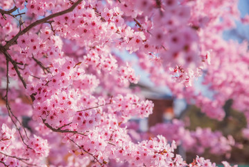 Beautiful flowering peach tree, the texture of flowers peach