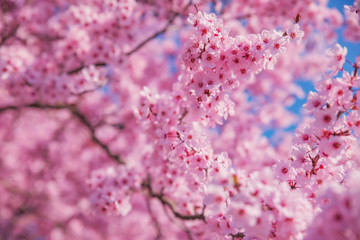 Beautiful flowering peach tree, the texture of flowers peach