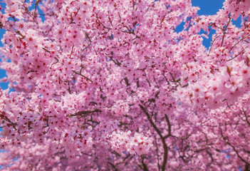 Beautiful flowering peach tree, the texture of flowers peach