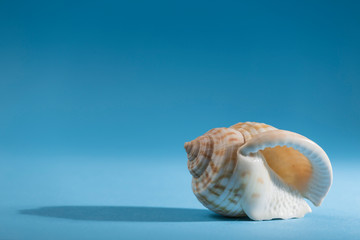 conch on blue background