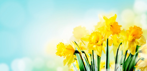 Closeup of beautiful spring daffodil bunch in garden with sunlight and bokeh sky background.