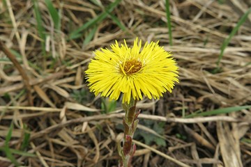 Spring yellow coltsfoot flower in the meadow, closeup