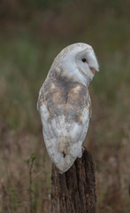 beautiful barn owl