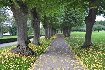 Alley in the park in Denmark