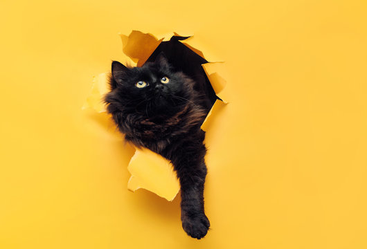 Funny black cat ripped yellow paper and looks up. Copy space.