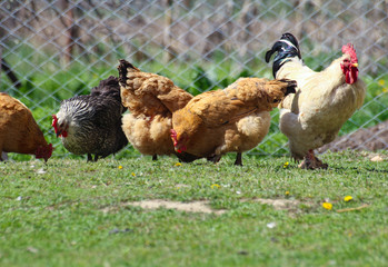 Chickens and Rooster feed.