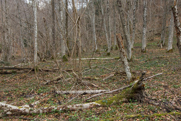 The natural forest of Gray Alder Cones (Alnus incana) in the Carpathian Mountains in the early spring. Natural habitats of Alnus incana in Carpathians. gray alder forest in the Carpathian Mountains in