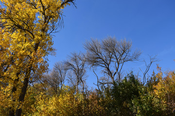 Obraz na płótnie Canvas yellow tree in autumn