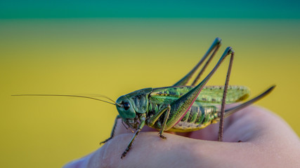 Green large locust sits on his hand, soft blurred bokeh background
