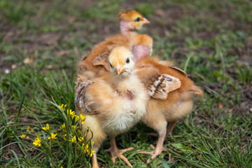 Close-up of yellow chickens on the grass, Beautiful yellow little chickens,