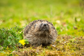 Naklejka na ściany i meble Hedgehog, Scientific name: Erinaceus Europaeus, in Springtime with yellow dandelion, green moss and blurred background. Landscape, horizontal. Space for copy,