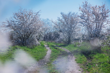 Spring landscape with flowering trees, meadow and country road
