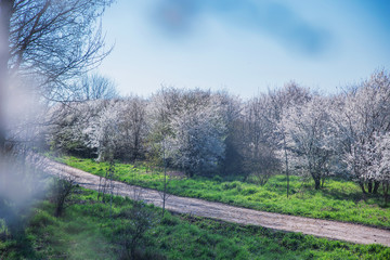 Spring landscape with flowering trees, meadow and country road