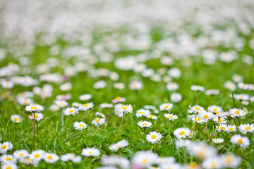 Chamomile flowers spring field background.
