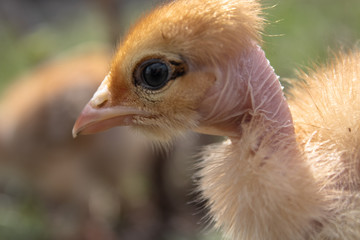 Little chicken, closeup, yellow chicken on the grass. Breeding small chickens. Poultry farming.