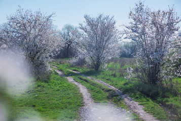 Obraz premium Spring landscape with flowering trees, meadow and country road