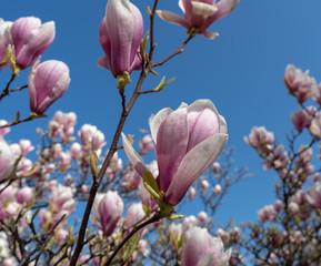 Blüten von Magnolien vor blauen Frühlingshimmel