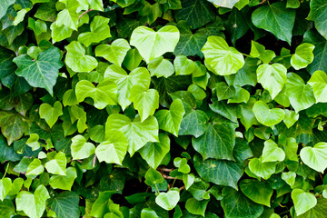 Fototapeta na wymiar Green leaves pattern background.