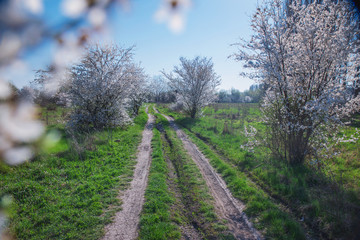 Spring landscape with flowering trees, meadow and country road