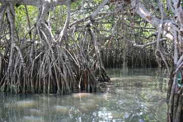 Manglar
