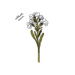 Fototapeta na wymiar hand drawn stock Matthiola flower. floral design element