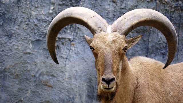 Barbary sheep ( Ammotragus lervia ) standing on rocky mountains